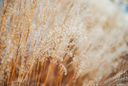 Golden  pampas grass in warm golden hues, perfect for serene nature backgrounds and autumn-themed designs.  Pampas grass in warm golden hues and soft bokeh background. 

