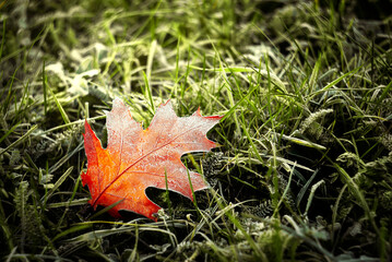 Close-up of a vibrant red leaf covered in frost, resting on icy green grass, with sunlight illuminating the scene
