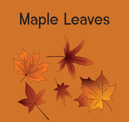 a picture of maple leaves with the word maple leaves on it.