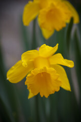 Obraz premium WILD DAFFODIL (NARCISSUS PSEUDONARCISSUS)