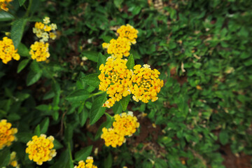 yellow lantana captured from above