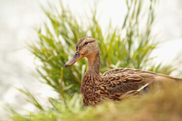 Duck in the grass near the lake, close-up