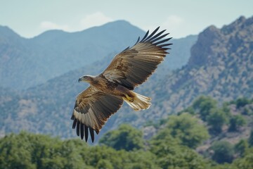 Fototapeta premium Majestic Eagle in Flight Over Mountain Range