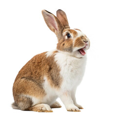 Fototapeta premium rabbit isolated on white background