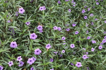 Ruellia simplex or commonly named Mexican petunia, Texas petunia, Britton's wild petunia, Mexican bluebell, and desert petunia. 