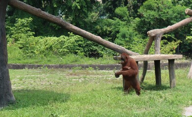 orangutan walking in the zoo © Aurigae