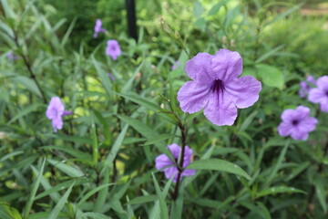 closeup picture of Ruellia simplex or desert petunia. 