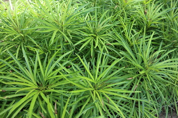 ararea osmoxylon or miagos bush