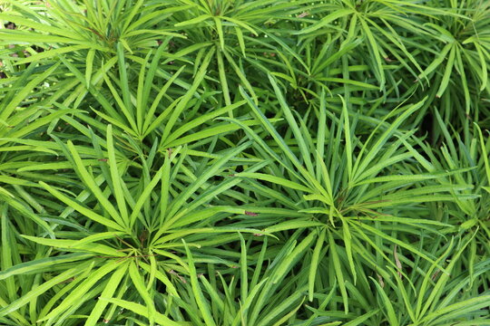 ararea osmoxylon or miagos bush