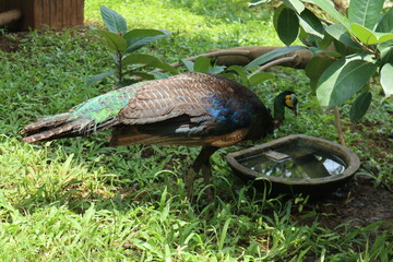 peacock drinking a water 