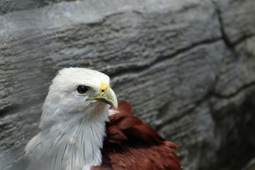bondol eagle or haliastur indus, eagle with white head and brown body. defocused effect