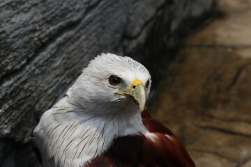 bondol eagle or haliastur indus, eagle with white head and brown body. defocused effect