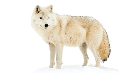 Obraz premium Arctic Wolf for Wildlife and Nature Illustrations, Isolated on transparent background