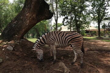 zebra in the zoo