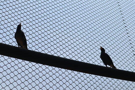 silhouette of a bird with fence