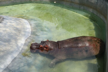 Obraz premium hippopotamus in water