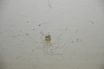 Spider crawling on a web