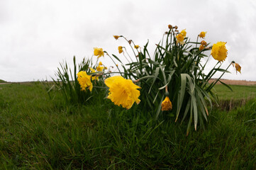 Narcissus Carlton - Narcisse à grande coupe
