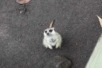 cute meerkat looking to the camera