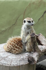 meerkat on the zoo