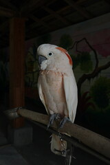 parrot on a branch