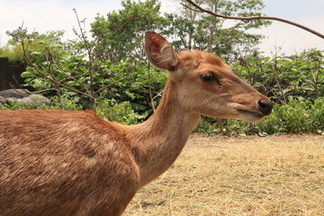 closeup deer in the zoo