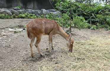 deer eating grass