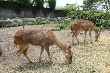 deer in the zoo