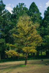 Formosan Aboriginal Culture Village