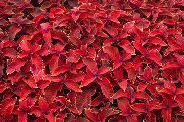 Bright red leaves of perennial plant coleus. colorful natural backgound