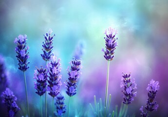 Obraz premium Dreamy Lavender Flowers in Blurred Field