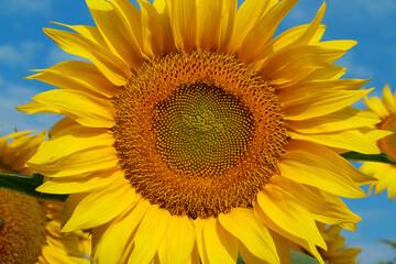 Naklejka premium Field of beautiful yellow sunflowers