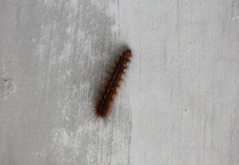 caterpillar on the white wall