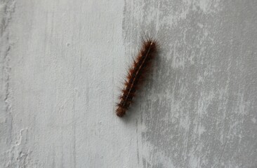 caterpillar on the white wall