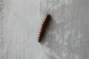 caterpillar on the white wall
