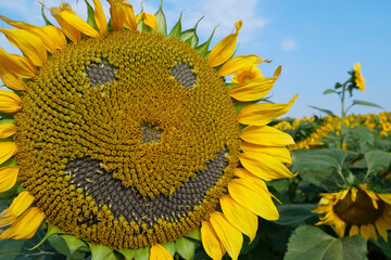 Scary sunflower muzzle with sinister smile at the field of sunflowers