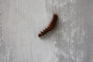 close up of a caterpillar