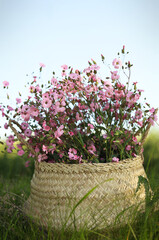 Bamboo basket  with beautiful pink flowers outdoors.   Copy space. Stylish interior item eco design handmade. 