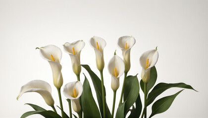 A bouquet of white calla lilies with yellow centers is displayed against a white background