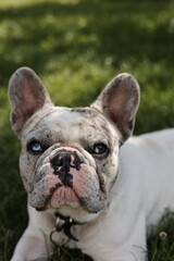 Fototapeta premium french bulldog puppy
