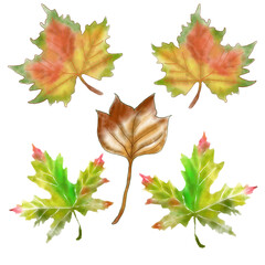 Hand drawn  watercolor leaf, wildflowers and spices
illustration 