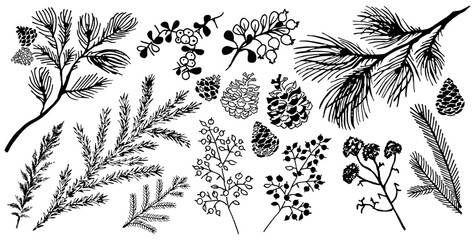 Fototapeta premium A set of hand-drawn winter botanical elements. Branches of pine, spruce, cones, winter plants, berries.