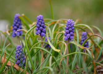 GRAPES HYACINTH (MUSCARI NEGLECTUM)