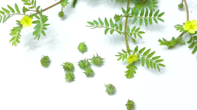 Tribulus terrestris Plant with Spiny Fruits and Yellow Flowers on white background 4k video