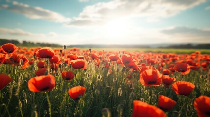Obraz premium Poppy Field in Golden Hour
