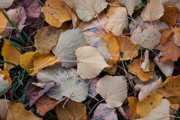 Multicolored autumn linden leaves on a ground. Autumn mood backdrop for text or product. Copy space, top view.