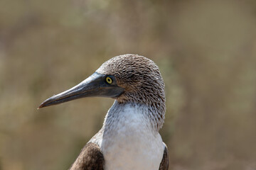 A blue-footed booby that lives on the Galapagos Islands in Ecuador.