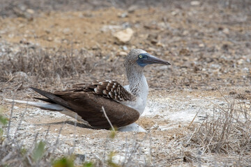 A blue-footed booby that lives on the Galapagos Islands in Ecuador.