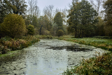 Staw w lesie - jesień © Emil