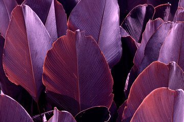 An abstract image of large leaves in deep burgundy and purple tones, creating a striking and...